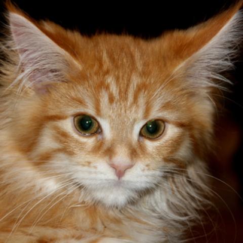image cats_lr_0040-jpg
