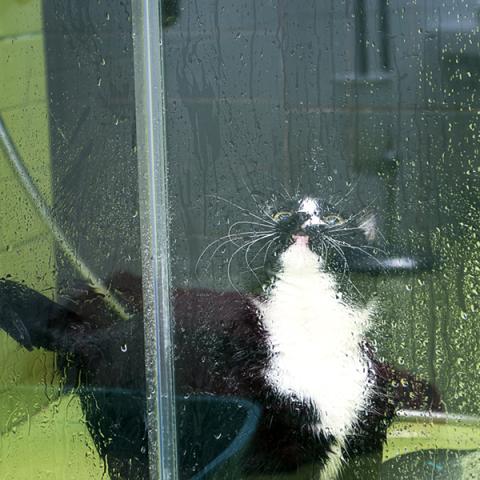 image cats_lr_0041-jpg