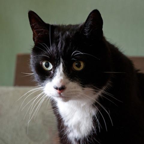 image cats_lr_0042-jpg
