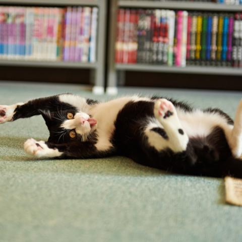 image cats_lr_0043-jpg