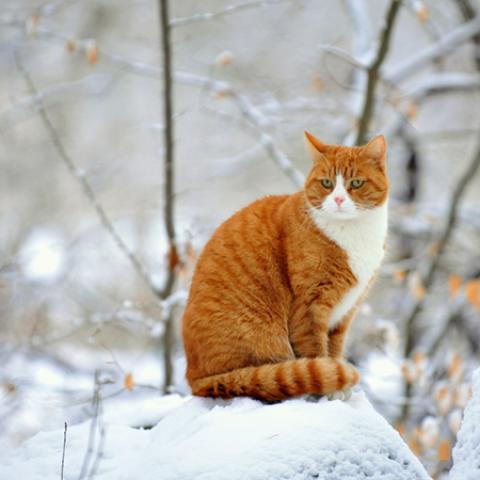 image cats_lr_0044-jpg
