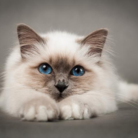 image cats_lr_0045-jpg