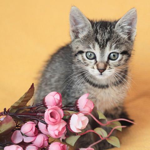 image cats_lr_0046-jpg