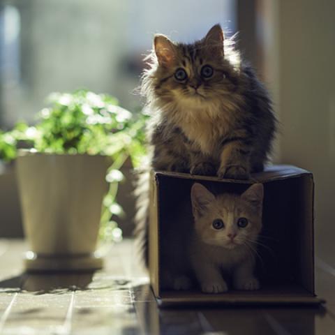 image cats_lr_0047-jpg