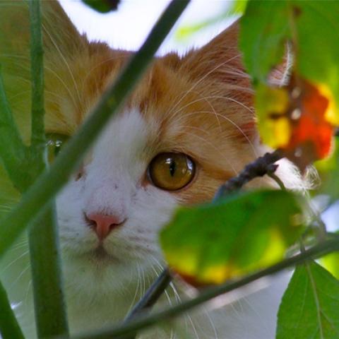 image cats_lr_0048-jpg