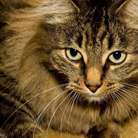 image cats_lr_0049-jpg