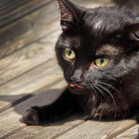 image cats_lr_0050-jpg