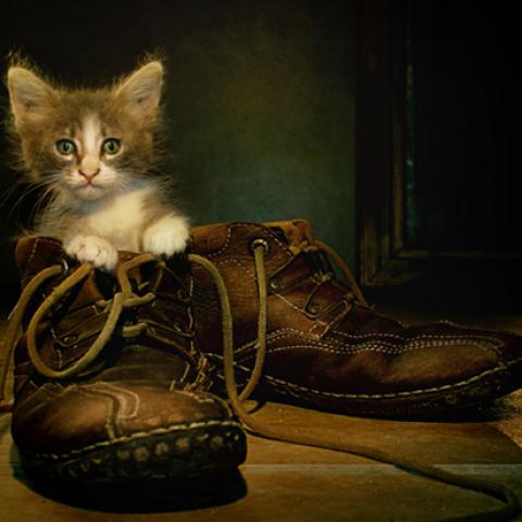 image cats_lr_0051-jpg