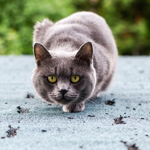 image cats_lr_0052-jpg