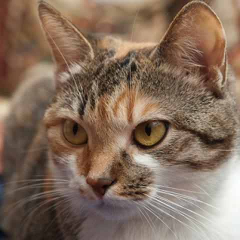 image cats_lr_0053-jpg