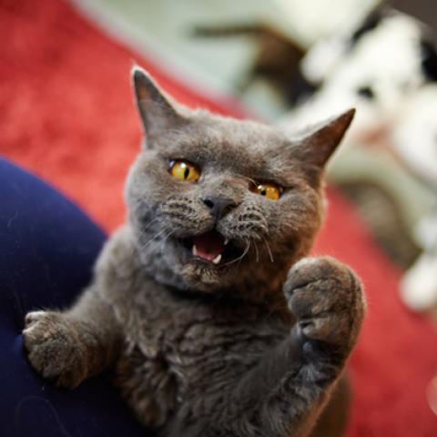 image cats_lr_0054-jpg