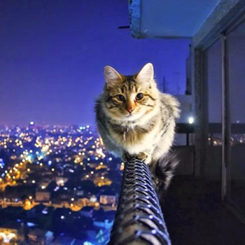 image cats_lr_0055-jpg