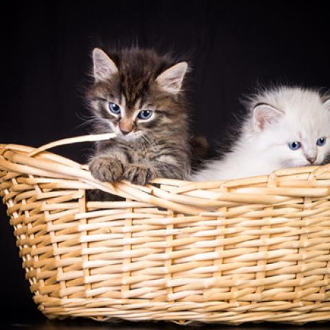 image cats_lr_0056-jpg