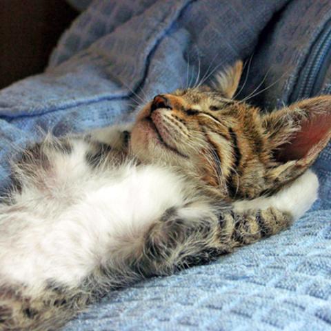 image cats_lr_0057-jpg