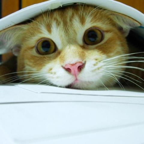 image cats_lr_0058-jpg