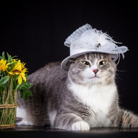 image cats_lr_0059-jpg