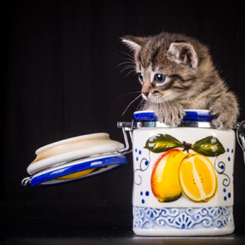 image cats_lr_0060-jpg