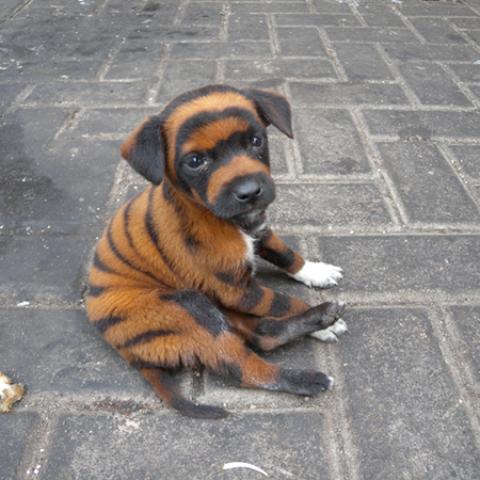 image dogs_hr_0001-jpg