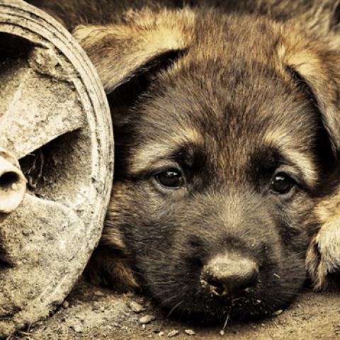 image dogs_hr_0002-jpg
