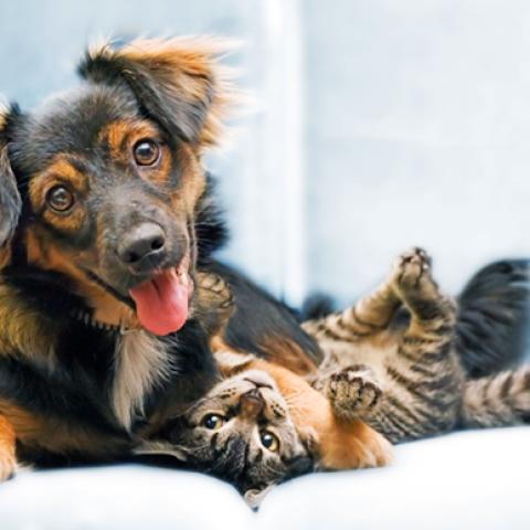 image dogs_hr_0003-jpg