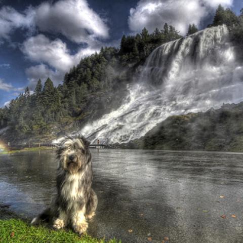 image dogs_hr_0004-jpg