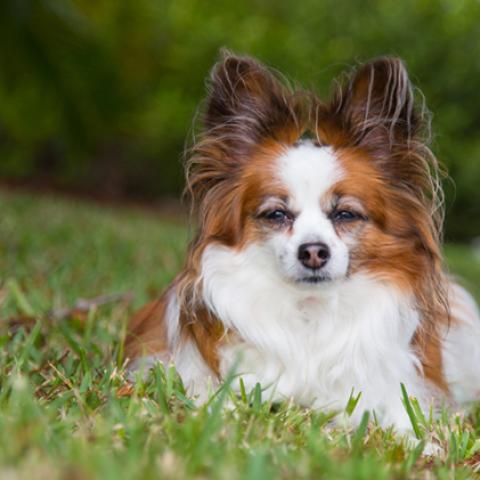 image dogs_hr_0005-jpg