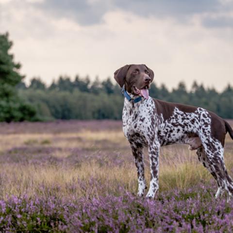 image dogs_hr_0006-jpg