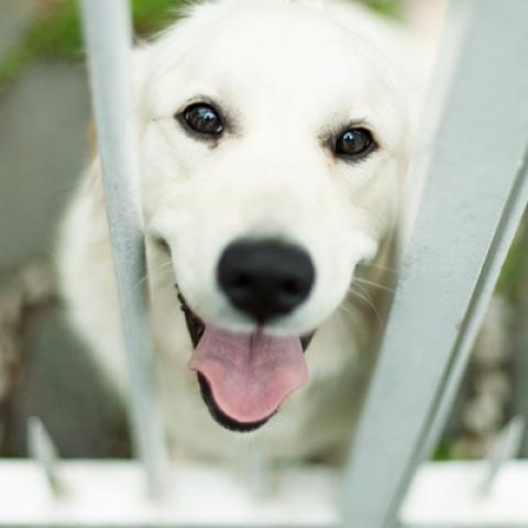 image dogs_hr_0007-jpg
