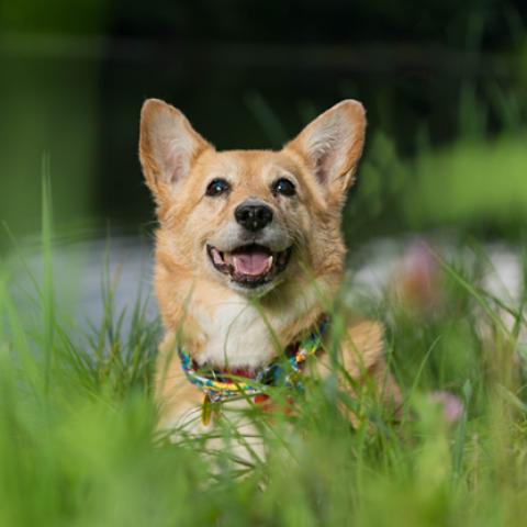 image dogs_hr_0008-jpg