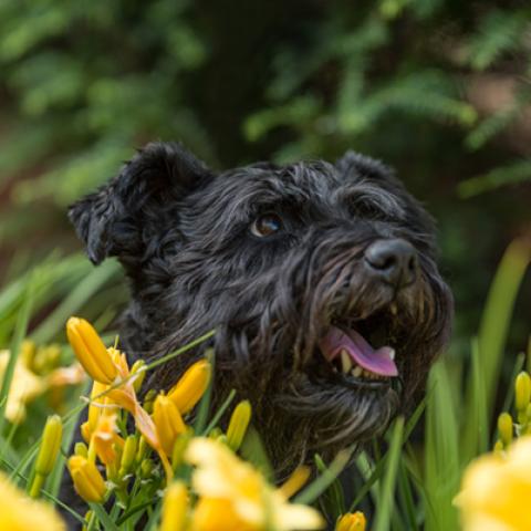 image dogs_hr_0009-jpg