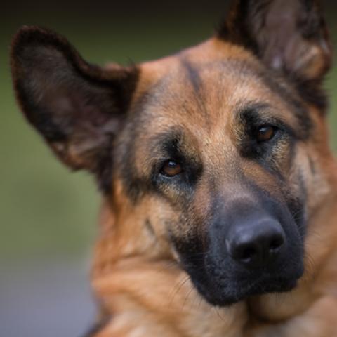 image dogs_hr_0010-jpg