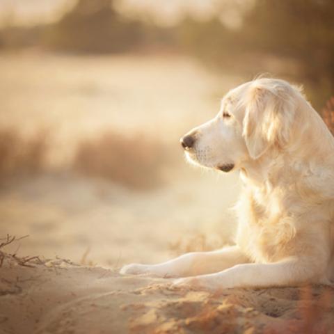 image dogs_hr_0011-jpg