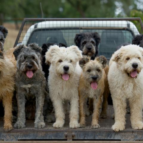 image dogs_hr_0012-jpg