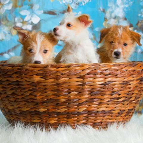 image dogs_hr_0013-jpg