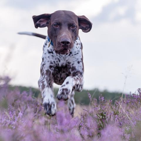 image dogs_hr_0014-jpg