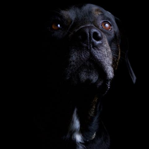 image dogs_hr_0015-jpg