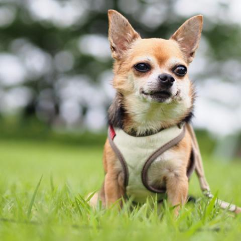 image dogs_hr_0016-jpg