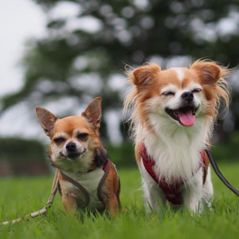 image dogs_hr_0017-jpg