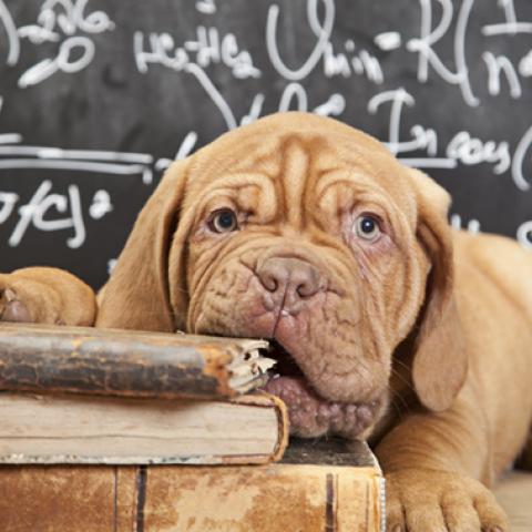 image dogs_hr_0018-jpg