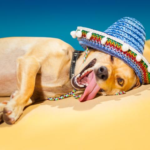 image dogs_hr_0019-jpg