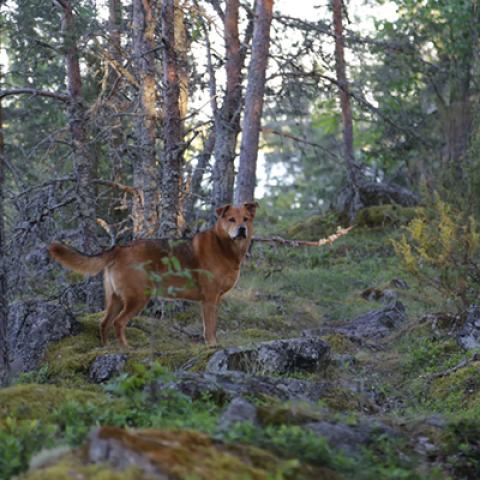 image dogs_hr_0020-jpg