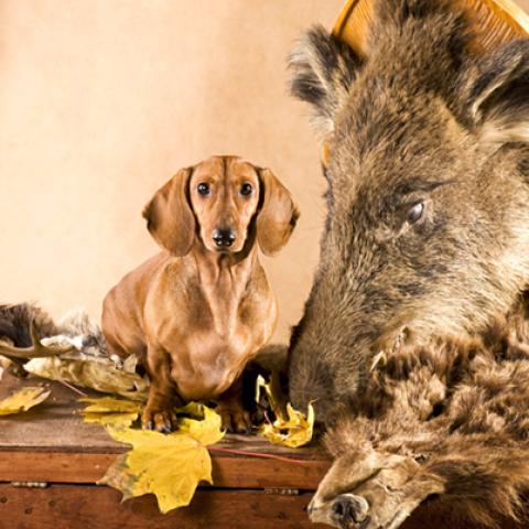 image dogs_hr_0021-jpg