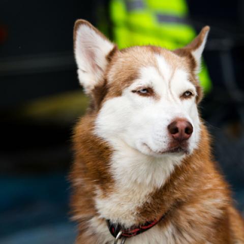 image dogs_hr_0022-jpg