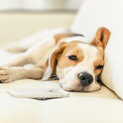 image dogs_hr_0023-jpg