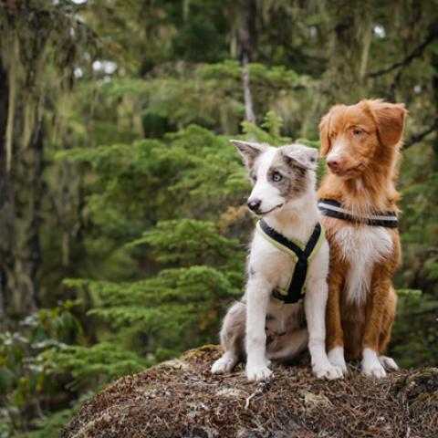 image dogs_hr_0025-jpg