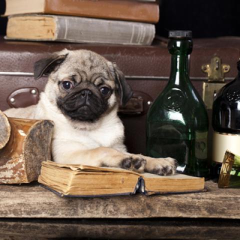 image dogs_hr_0027-jpg
