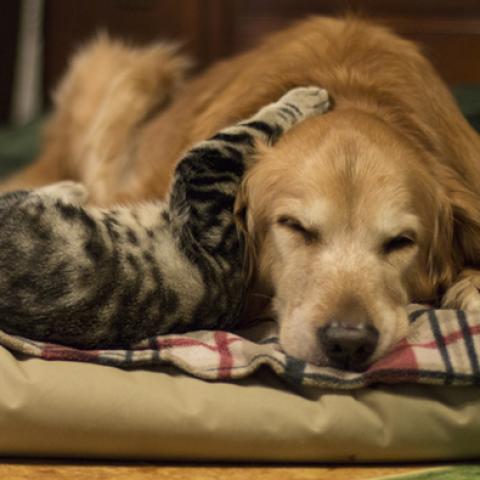 image dogs_hr_0028-jpg