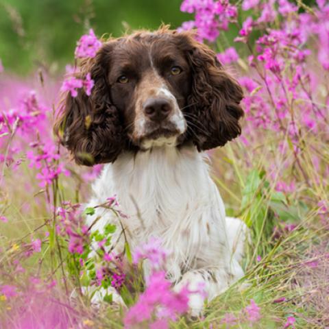 image dogs_hr_0029-jpg