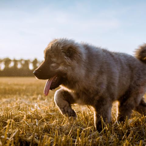 image dogs_hr_0030-jpg