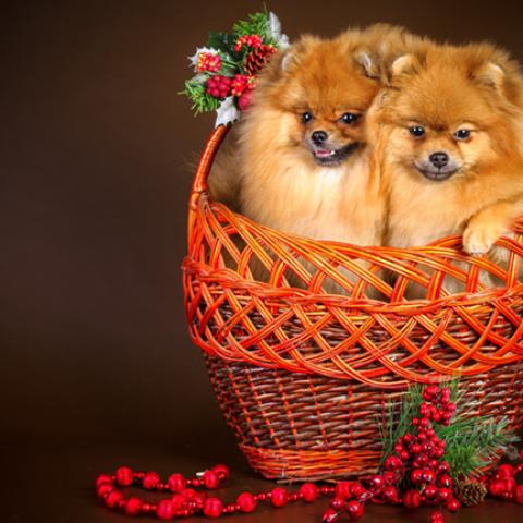 image dogs_lr_0011-jpg